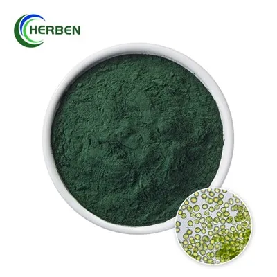 Chlorella vulgaris prášek