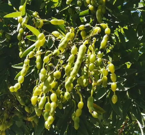 Genistein 98% high quality